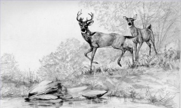  Corriente Pintura - ciervo por arroyo lápiz blanco y negro
